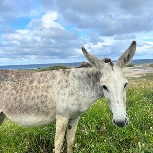 Meet your Posher, Maija